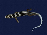 藏品(琉球藍尾石龍子)的圖片